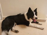 Drago, Border Collie à adopter