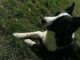 Drago, Border Collie à adopter
