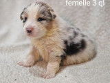 8 chiots Bergers Australiens à réserver (LOF)