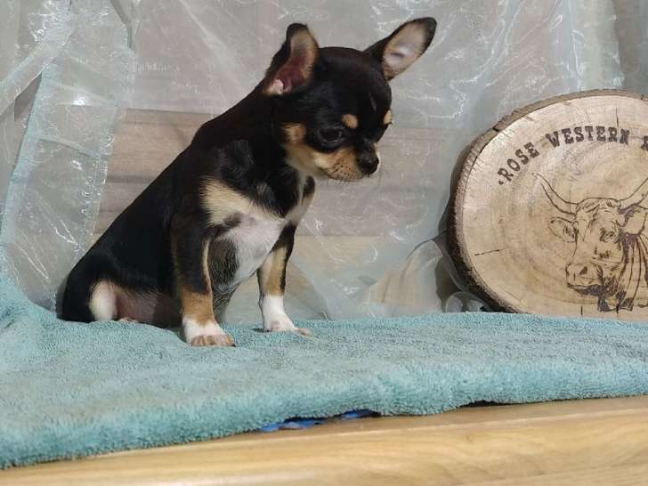 Chiot Chihuahua mâle tricolore à poil court LOF disponible