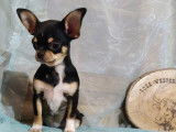Chiot Chihuahua mâle tricolore à poil court LOF disponible