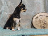 Chiot Chihuahua mâle tricolore à poil court LOF disponible