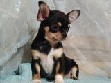 Chiot Chihuahua mâle tricolore à poil court LOF disponible