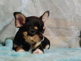Chiot Chihuahua mâle tricolore à poil court LOF disponible