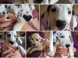 7 chiots Dalmatiens LOF à réserver