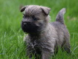 2 chiots mâles Cairns Terriers LOF à réserver