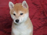 3 chiots Shiba Inu LOF à la vente