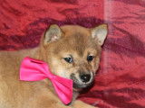 3 chiots Shiba Inu LOF à la vente