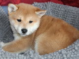 3 chiots Shiba Inu LOF à la vente