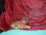 3 chiots Shiba Inu LOF à la vente