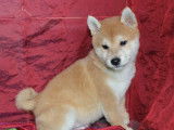 3 chiots Shiba Inu LOF à la vente