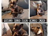 4 chiots Bouledogues Français à la vente