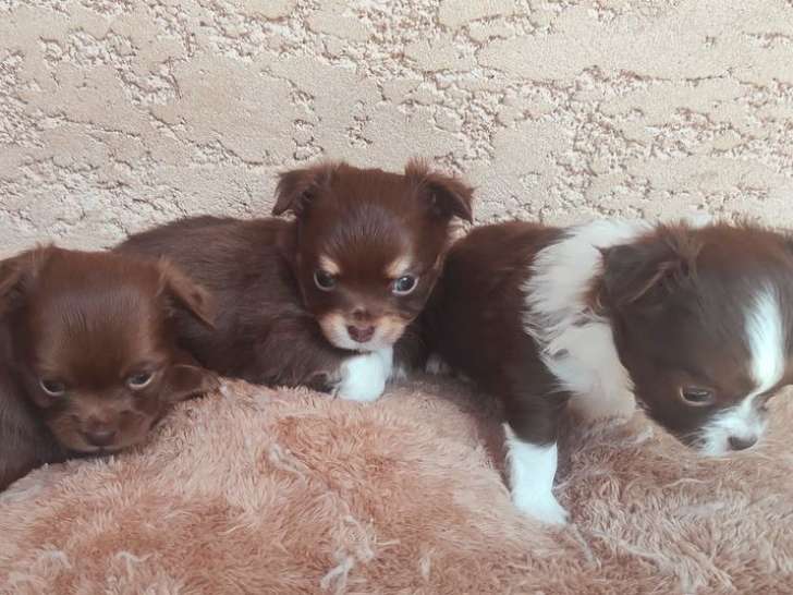 3 chiots Chihuahuas de couleur chocolat non-LOF à la vente