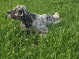 Disponible pour saillie 1 chien Setter Anglais LOF