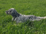 Disponible pour saillie 1 chien Setter Anglais LOF