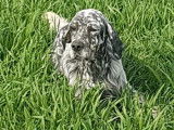 Disponible pour saillie 1 chien Setter Anglais LOF