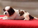 6 chiots Shih Tzu LOF à réserver
