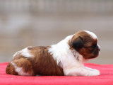 6 chiots Shih Tzu LOF à réserver