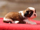 6 chiots Shih Tzu LOF à réserver