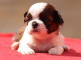 6 chiots Shih Tzu LOF à réserver