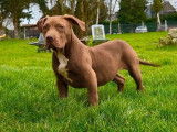 À vendre, 5 chiots American Bullies non LOF