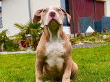 À vendre, 5 chiots American Bullies non LOF