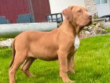 À vendre, 5 chiots American Bullies non LOF
