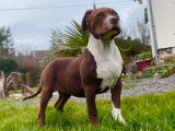 À vendre, 5 chiots American Bullies non LOF