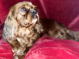 Femelle Cavalier King Charles disponible pour saillie