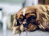 Femelle Cavalier King Charles disponible pour saillie