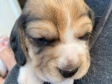 10 chiots Beagles LOF à réserver
