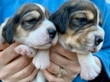 10 chiots Beagles LOF à réserver