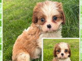 2 chiots mâles Cavaliers King Charles LOF disponibles à la vente