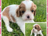 2 chiots mâles Cavaliers King Charles LOF disponibles à la vente