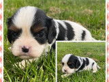 2 chiots mâles Cavaliers King Charles LOF disponibles à la vente