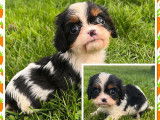 2 chiots mâles Cavaliers King Charles LOF disponibles à la vente