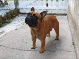 Chien Bouledogue Français LOF disponible pour saillie