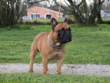 Chien Bouledogue Fran&ccedil;ais LOF disponible pour saillie