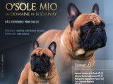 Chien Bouledogue Fran&ccedil;ais LOF disponible pour saillie