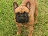 Chien Bouledogue Fran&ccedil;ais LOF disponible pour saillie