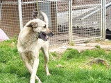 Mozart à adopter