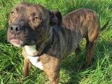 Chien Staffie de 5 ans à adopter