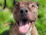 Chien Staffie de 5 ans à adopter