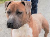 Chien Staffie de 2 ans à donner