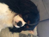 Cavalier King Charles Spaniel disponible pour saillie