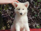 Femelle Berger Blanc Suisse LOF Disponible de Suite