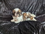 Chiots Femelles Shih Tzu LOF de disponible