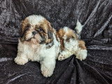 Chiots Femelles Shih Tzu LOF de disponible