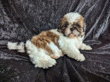 Chiots Femelles Shih Tzu LOF de disponible