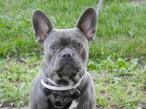 Bouledogue Français lilac (lilas) disponible pour saillie